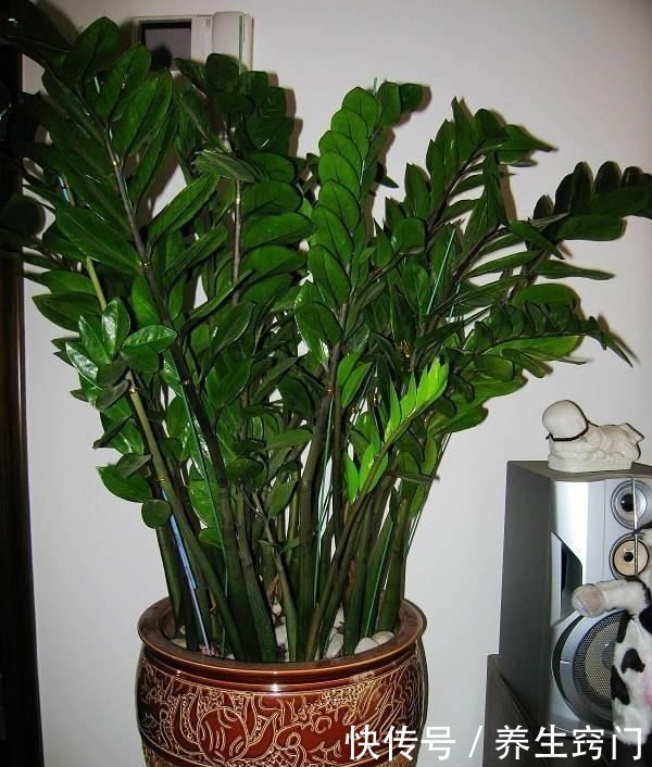 适合“懒人”养的5种花,耐阴又耐旱,扔在客厅1个月,依旧旺盛!