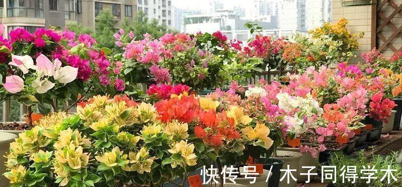 黄叶|栀子花三角梅,十有八九养不好?3个技巧,养成“花大树”