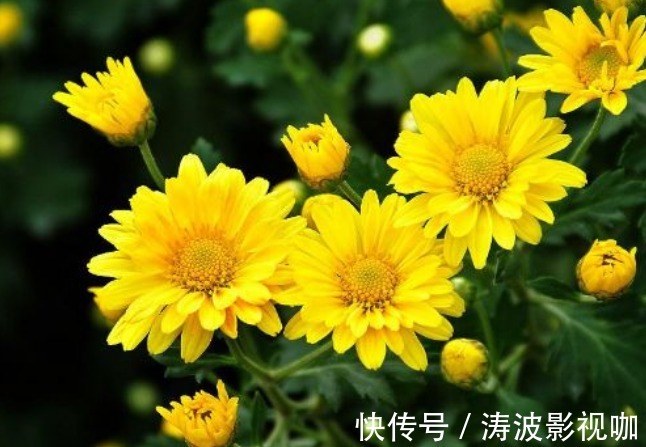 新手养花,不如养盆花中精品“悬崖菊”,姿态优美,开花繁密