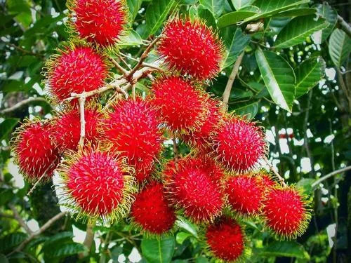 八月瓜|农村野果大全，儿时常吃的味道，吃过15种以上没多少人！