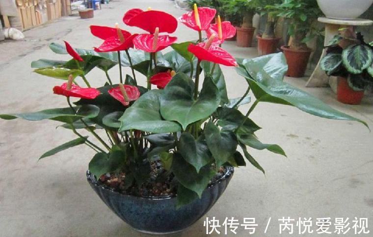 家里光照差,就选5种“耐阴花”,不用见太阳,花叶俱美,好运道