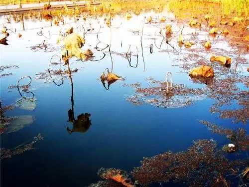 约定$我和秋天的约定