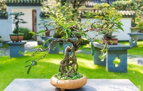 整体造型|盆景树木叶片太大,3个控叶技巧,让叶片变小,尽显古朴苍老,不学可惜了