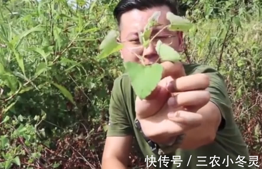 老虎|这种霸气的野草，蛇见了要绕道走，农民叫它“蛇娘舅”，你见过吗