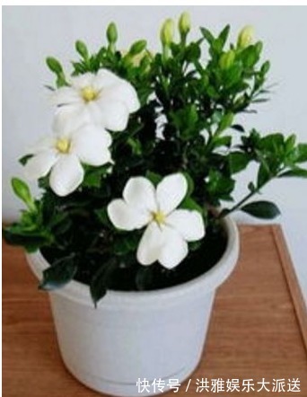 叶片|夏季养花容易死！教你以下四个小窍门，花开爆盆，不用愁