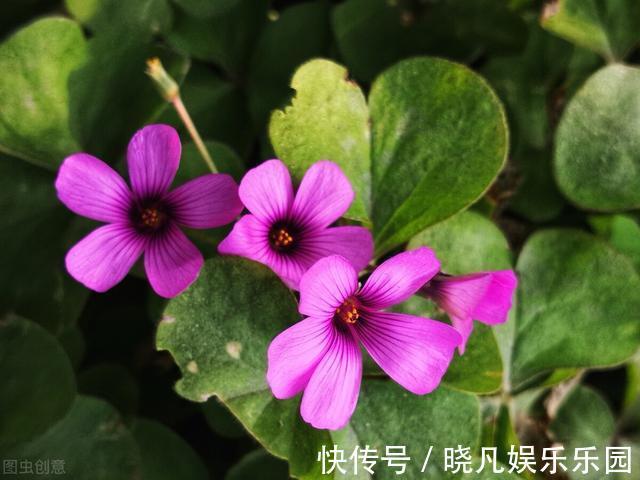 红花酢浆草|遇到5种野花野草,多挖点,正是移栽好时间