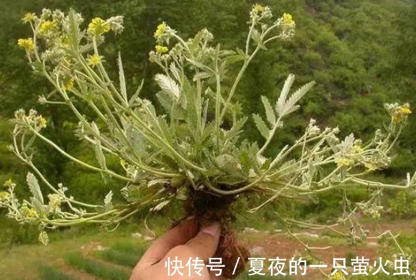 白草|十年前喂猪的野草,如今根茎号称“小人参”,想买都买不到了!