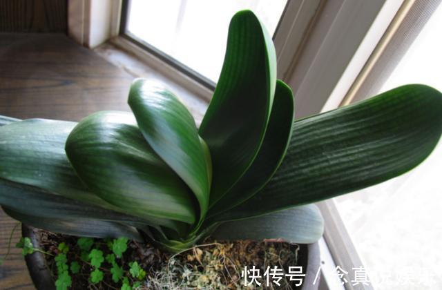 君子兰、蟹爪兰不开花给你说个小方法,天一凉快,叽里咕噜开花