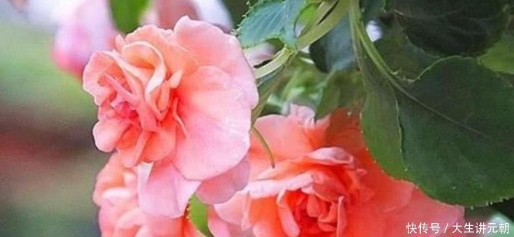 花朵|家里就养4种花,妖艳妖娆,层层交叠,烂漫迷人眼