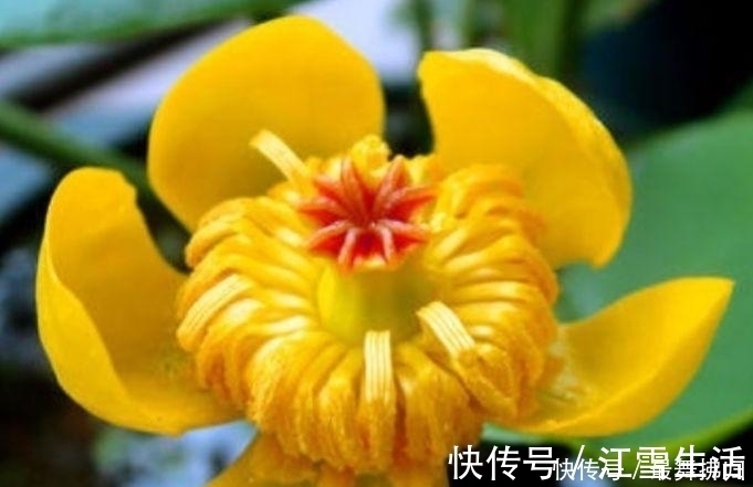 4种花给点水就呼呼长，旺宅添富贵，吉星照耀，八方聚财