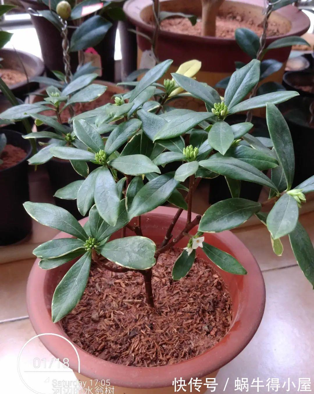 花苞|初秋8种花不能剪,轻则不开花,严重可能剩空盆