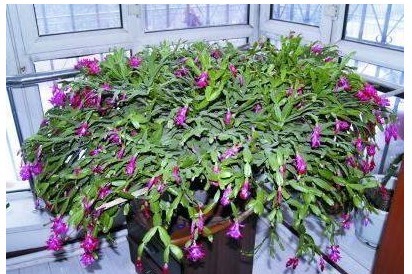 盆栽蟹爪兰总是只长叶子不开花注意以下5点，才能花爆。