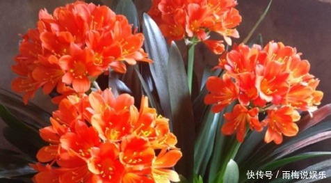 叶片|新手养护花卉,掌握3个方面,次次开花“爆盆”,叶片绿滴油!