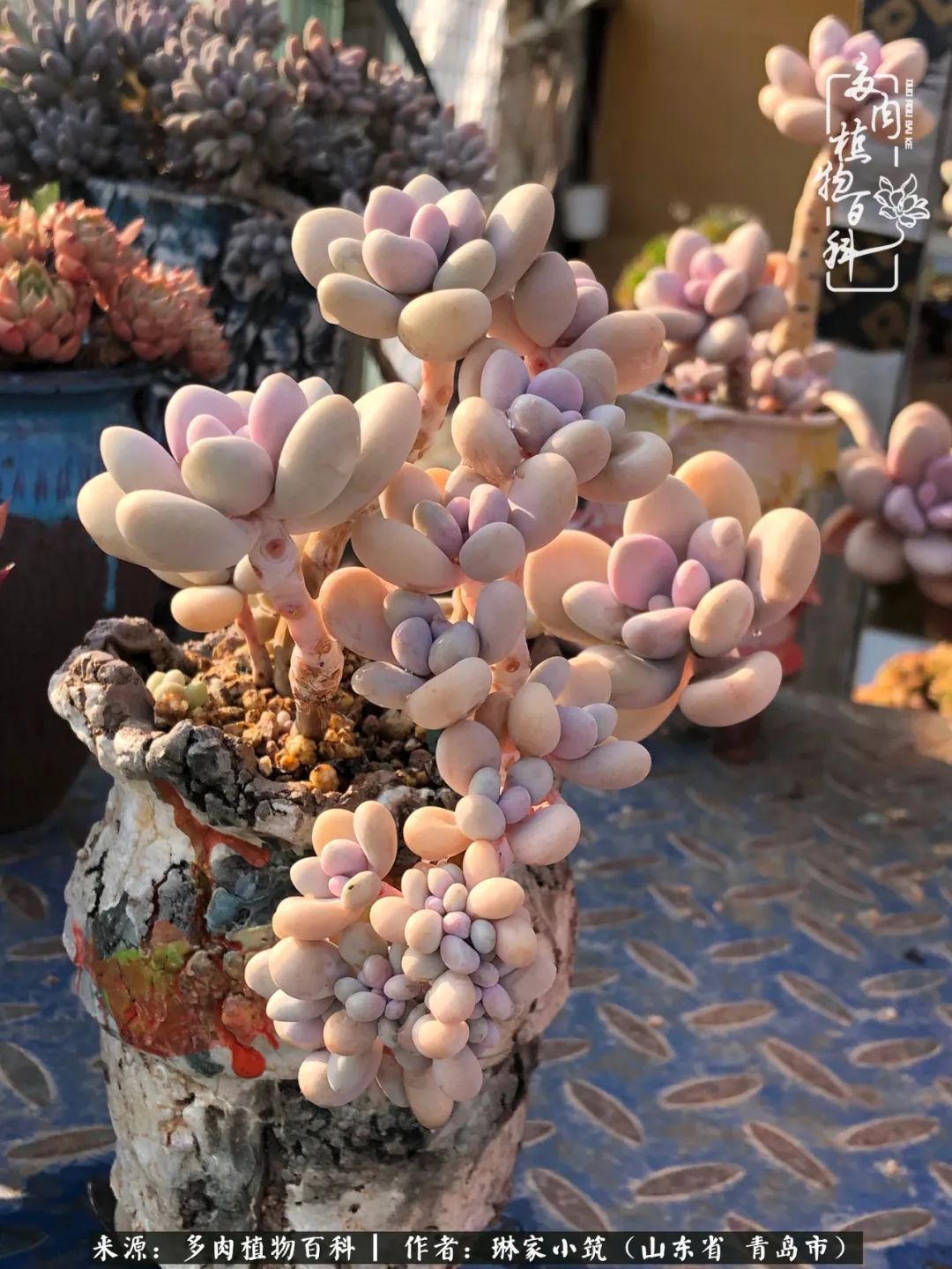 多肉|有史以来最厉害的一场寒潮，治好了我养多肉这些年的“坏毛病”