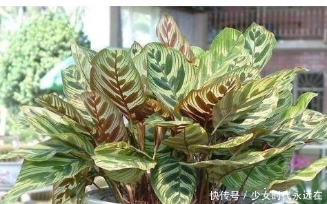 光线|家里光线不好就种这几种花,没有阳光也照样开花爆盆!