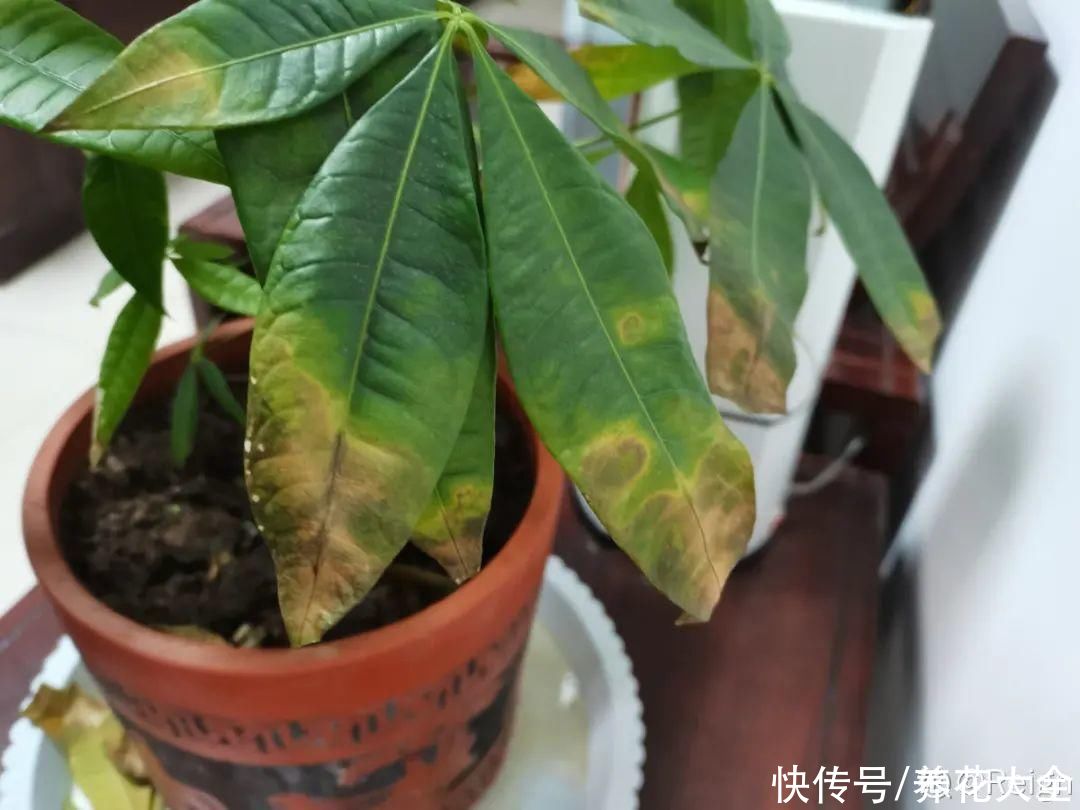 仙人球|9种花最怕下雨天，一淋雨就死，太心疼了