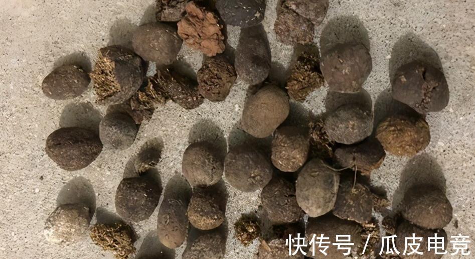 虎皮兰容易饿,盆里多喂二种肥,根壮叶绿,小芽长不停