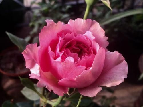  值得|香气四溢的3种花，比茉莉花还香，花叶共赏，栽培容易，值得拥有