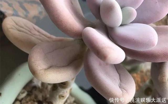 浇水|进入夏季,“多肉党”做好这3步,防止多肉“穿裙子”,一学就会