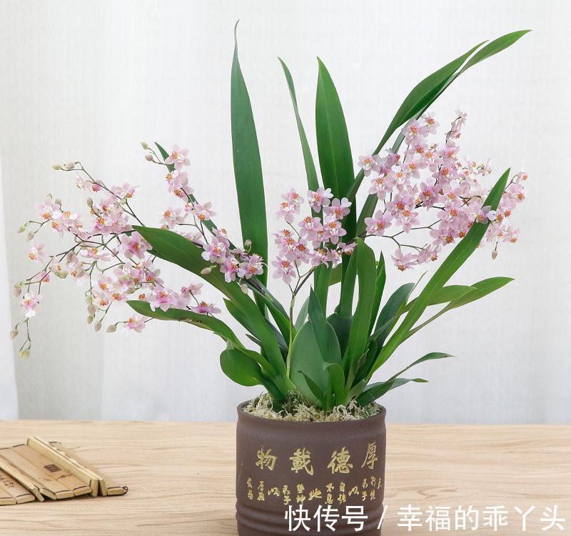 5种“耐寒花”,好看不怕冻,低温也能爆花,一直开到初夏