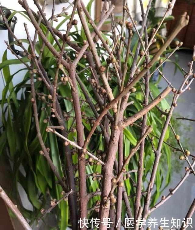 两种“花枝”很漂亮,花友很喜欢,一个水瓶就能养,花香四溢的!