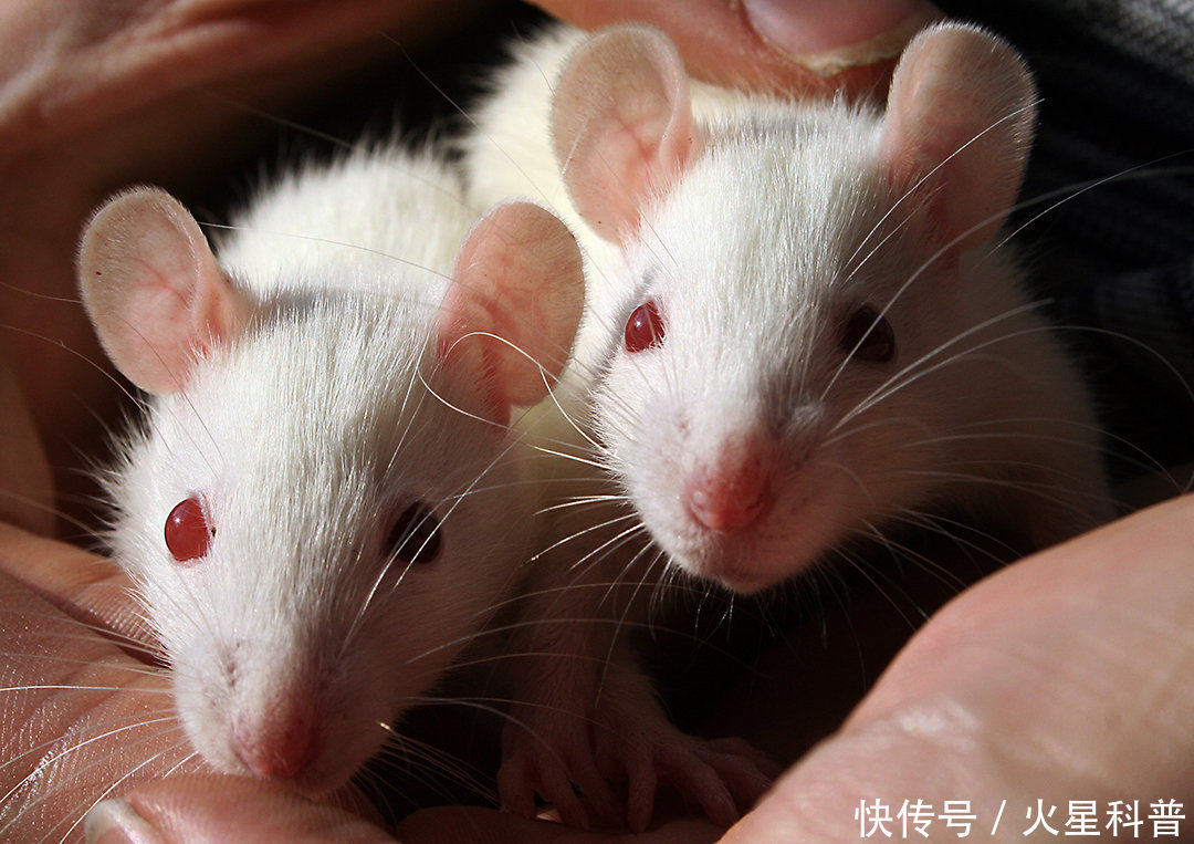 妊娠|男性也能妊娠？中国科学家给雄鼠移植子宫，生出10只后代