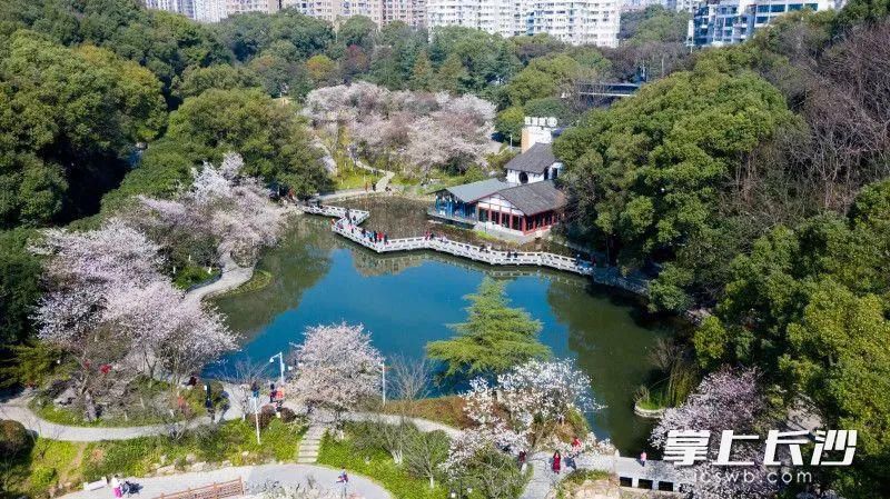 太美了！橘子洲上鲜花盛开！还有松雅湖、望月公园…错过再等一年！（大量美图）