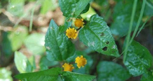  治疗|农村随处可见的野草，是治疗牙痛的小助手，可以消肿止痛