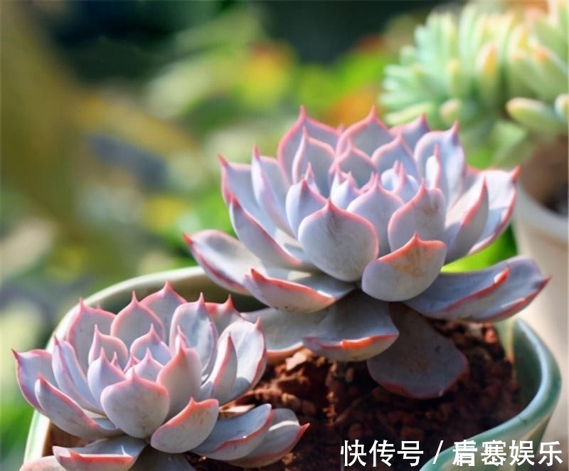 品种|张大哥养肉10多年,总结出4个“耐热品种”,肉迷都喜欢