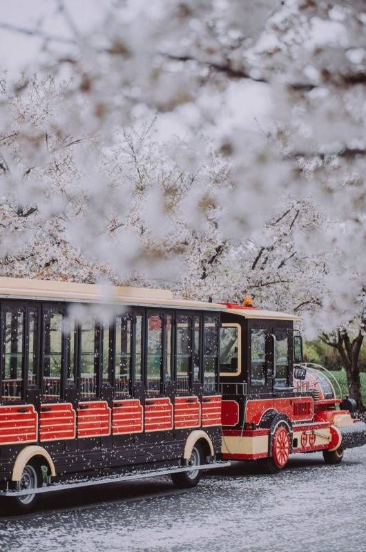 梅花、樱花、玉兰、二月兰……松江早春赏花图鉴来了