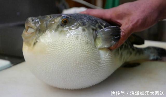 男子食用野生河豚身亡,卖家被追责委屈喊冤:说了不卖,他偏要买