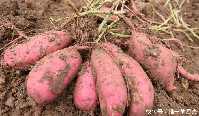 试试|红薯加上它,小肚子不鼓了,失眠好了,女人不想满脸色斑,可试试