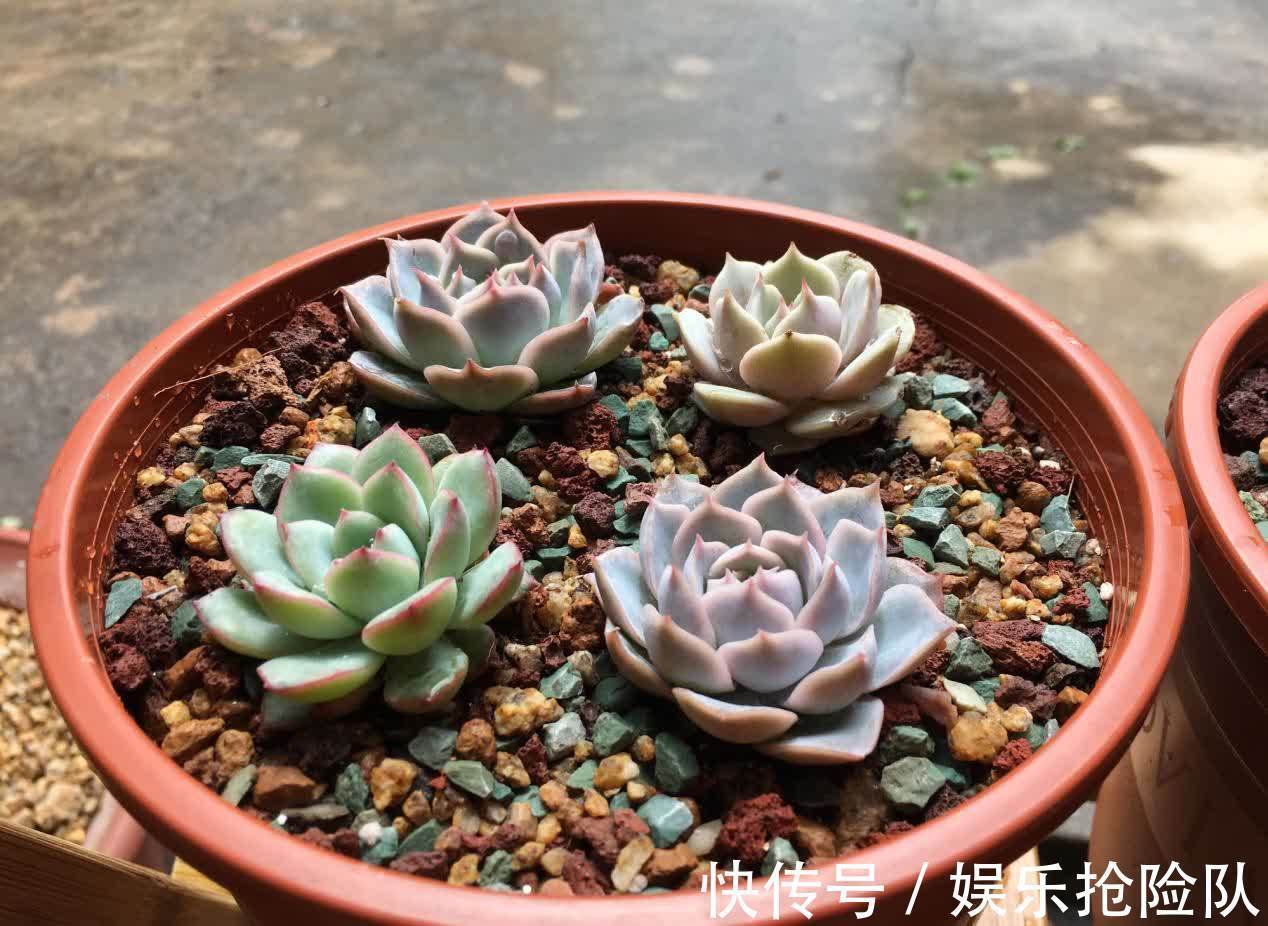 伤口|多肉长花箭该如何处理？除了剪掉，还要这么处理花箭和术后母株