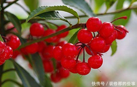 几款散发清新花香的花卉,养在家里,花香四溢,阳台变花海