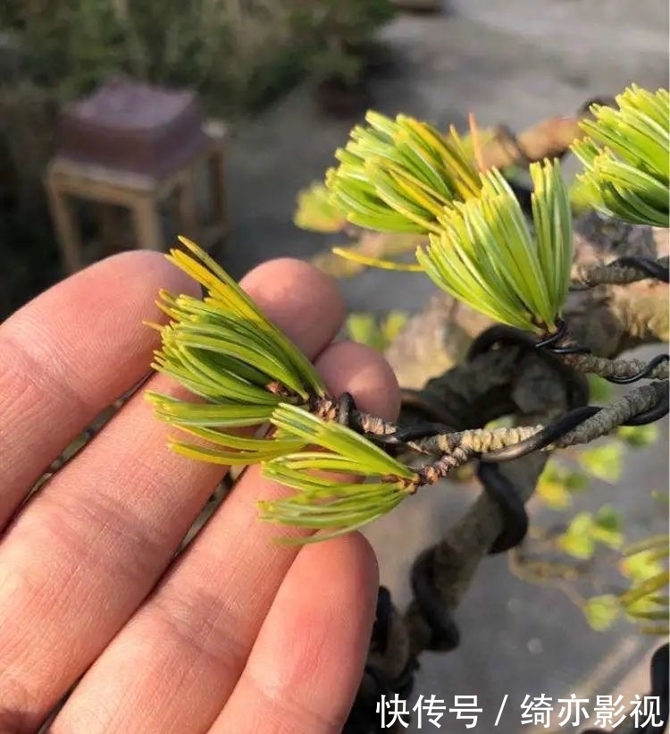 台长|五针松造型以吊扎为主,结合修剪,以求“回旋盘曲”!