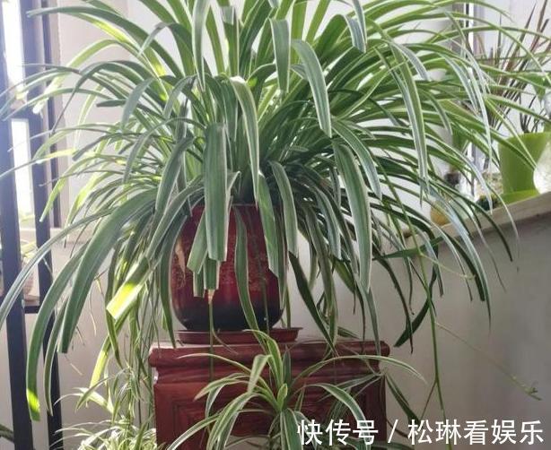 养花|养花不用买肥料，4种''生活垃圾''一处理，盆栽开花又大又漂亮