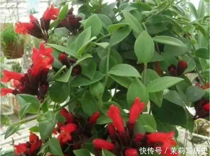 几款植物养在家里,花期长易打理,一盆千百朵,枝头花苞满