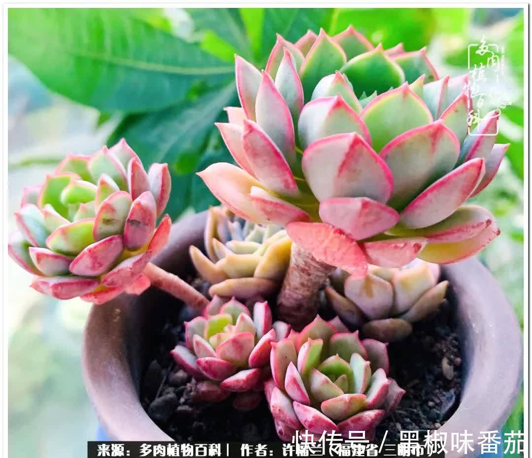 尖尖|养多肉两年,美丽与赏心悦目并存!