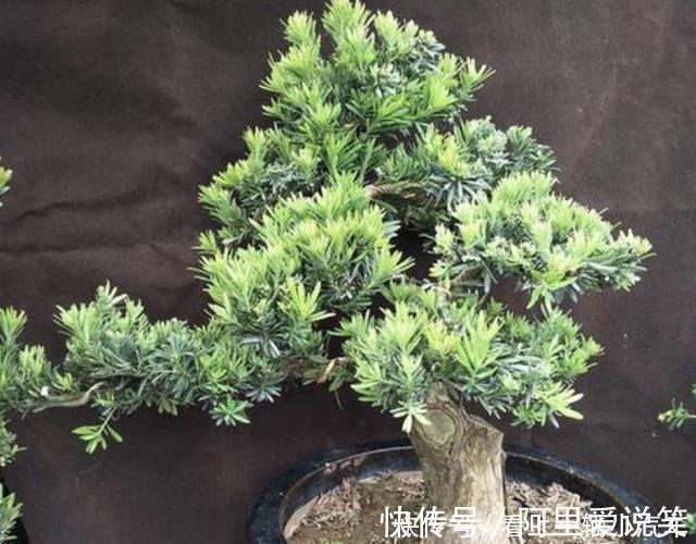 水生植物|河边看到3种“树桩”，捡回家种到花盆里，变盆景树，有价值！