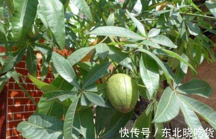 六种“长寿花”，越老越值钱，花开富贵，越养越精贵