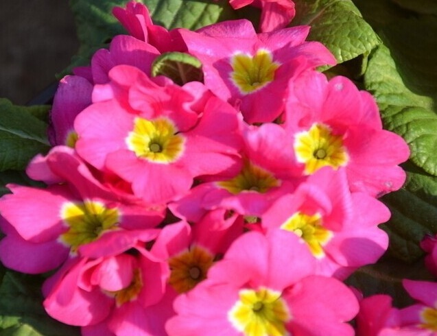 养个名字好听还早开花的花卉，开花比玫瑰好看，简单养一下就爆盆