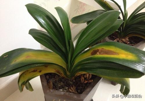 君子兰黄叶、烂根,5招就行了,叶绿、叶大,开花更多更美!