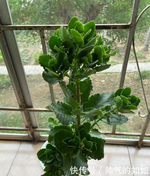 家里的长寿花，用什么肥料好3种肥按照顺序用，更容易开爆盆