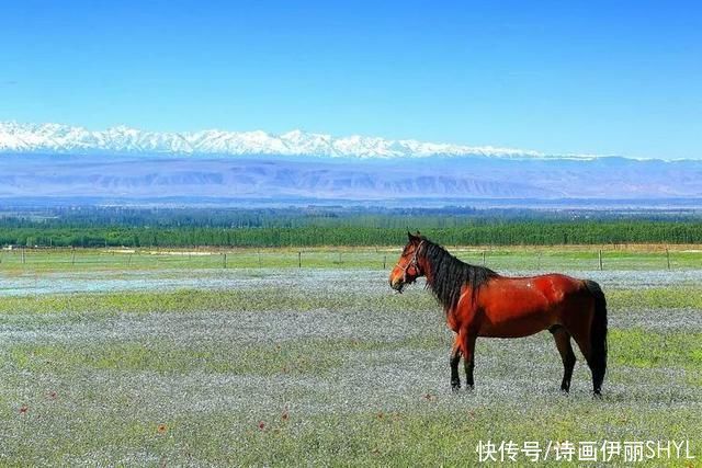 伊犁河谷:天山红花几月开?