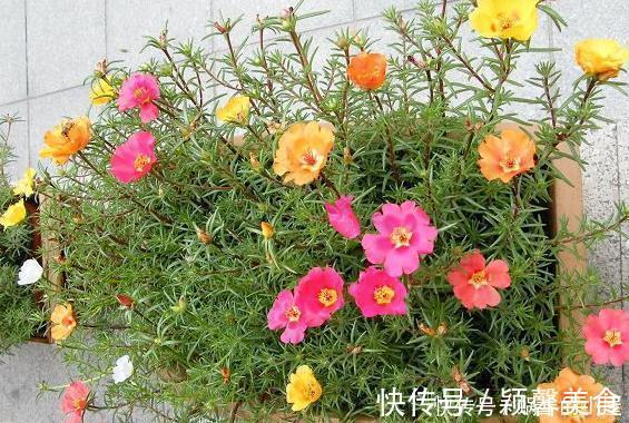 花卉|懂行的人冬天坚决不买三种花,冬天都不会买,白给也不要