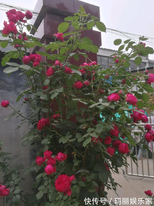 咋回事|同样地栽的月季红龙和粉龙，红龙长盲枝不开花，而粉龙开花咋回事