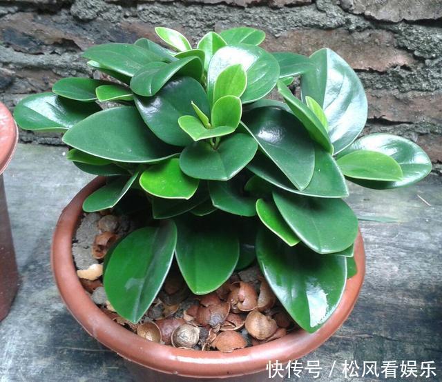 根系|这花称为“电脑杀手”,桌边放几盆减少辐射,养得肉嘟嘟更具生机