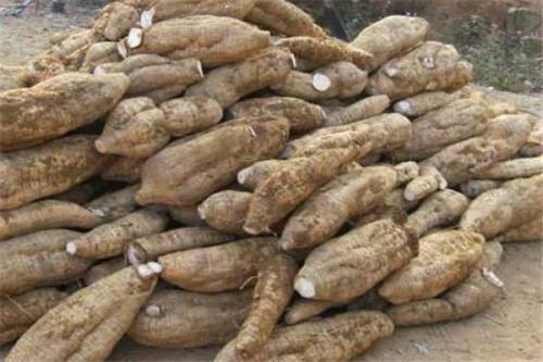 农村|农村一种被人讨厌的小花,根部竟是千年人参,一定不要错过