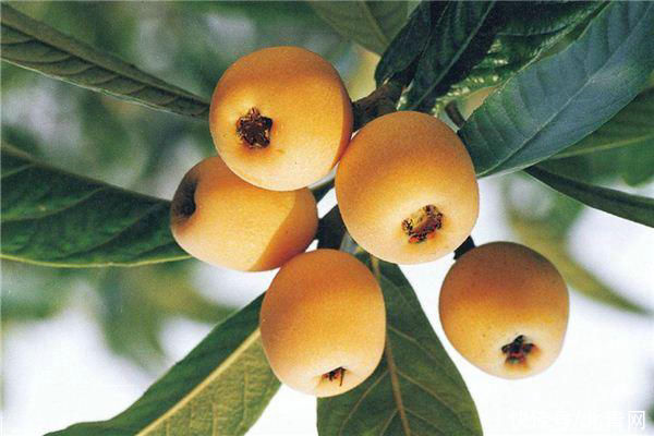 马上进入3月啦！这些水果可以准备吃起来啦！错过太可惜了