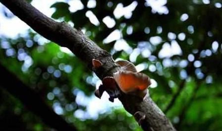 采集|盘点农村随处可见的8大美食，也许你只看到过它们菜盘上的样子！